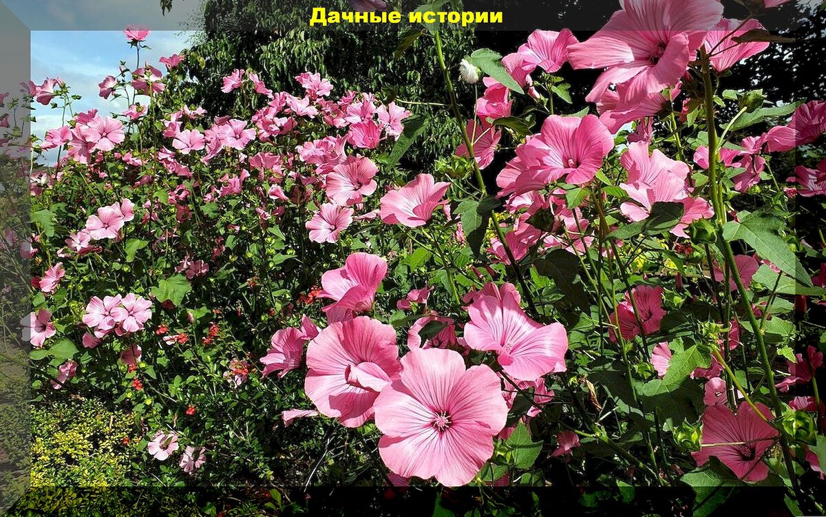 Лаватера цветок фото посадка