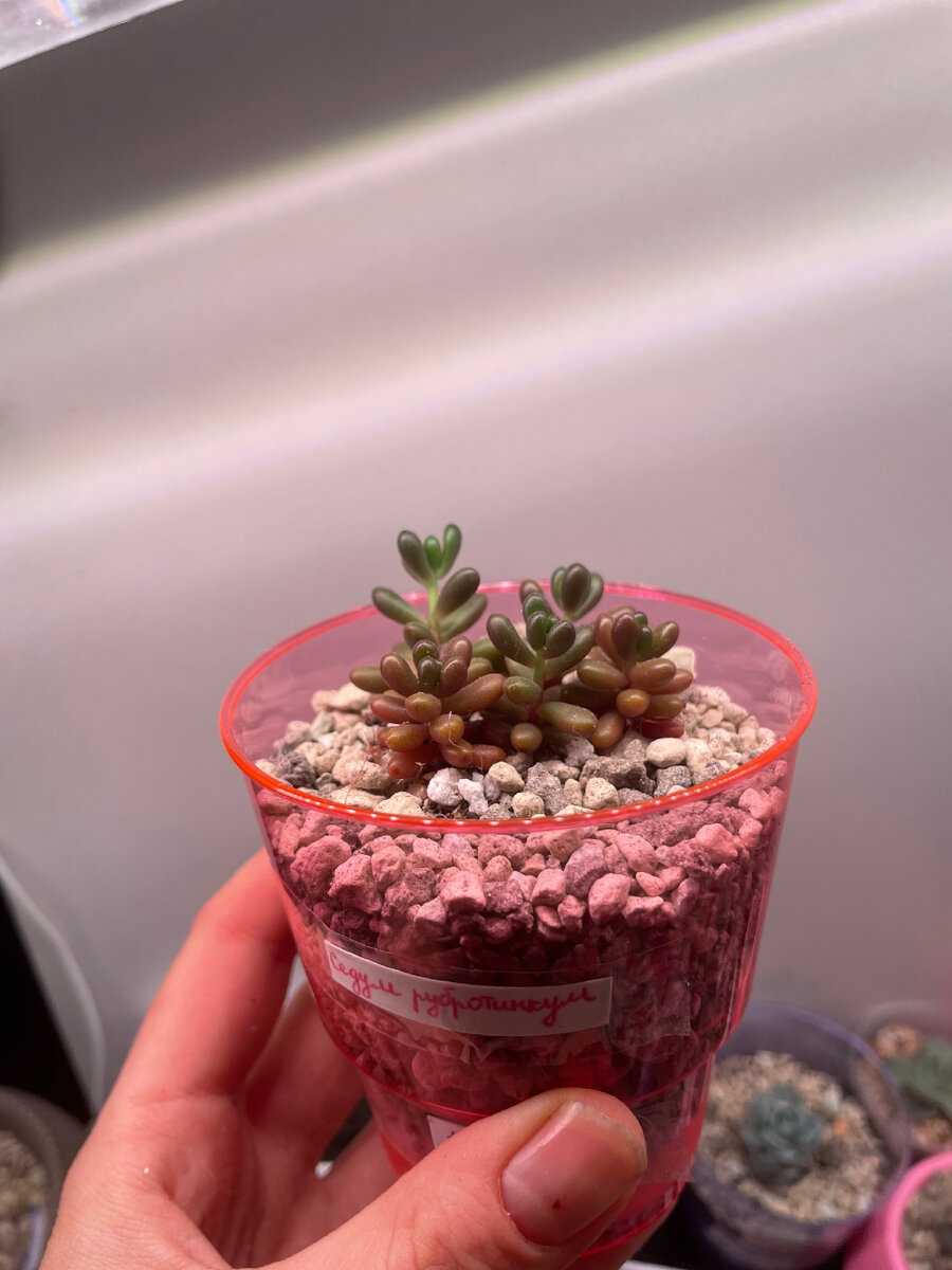 Седум рубротинкум