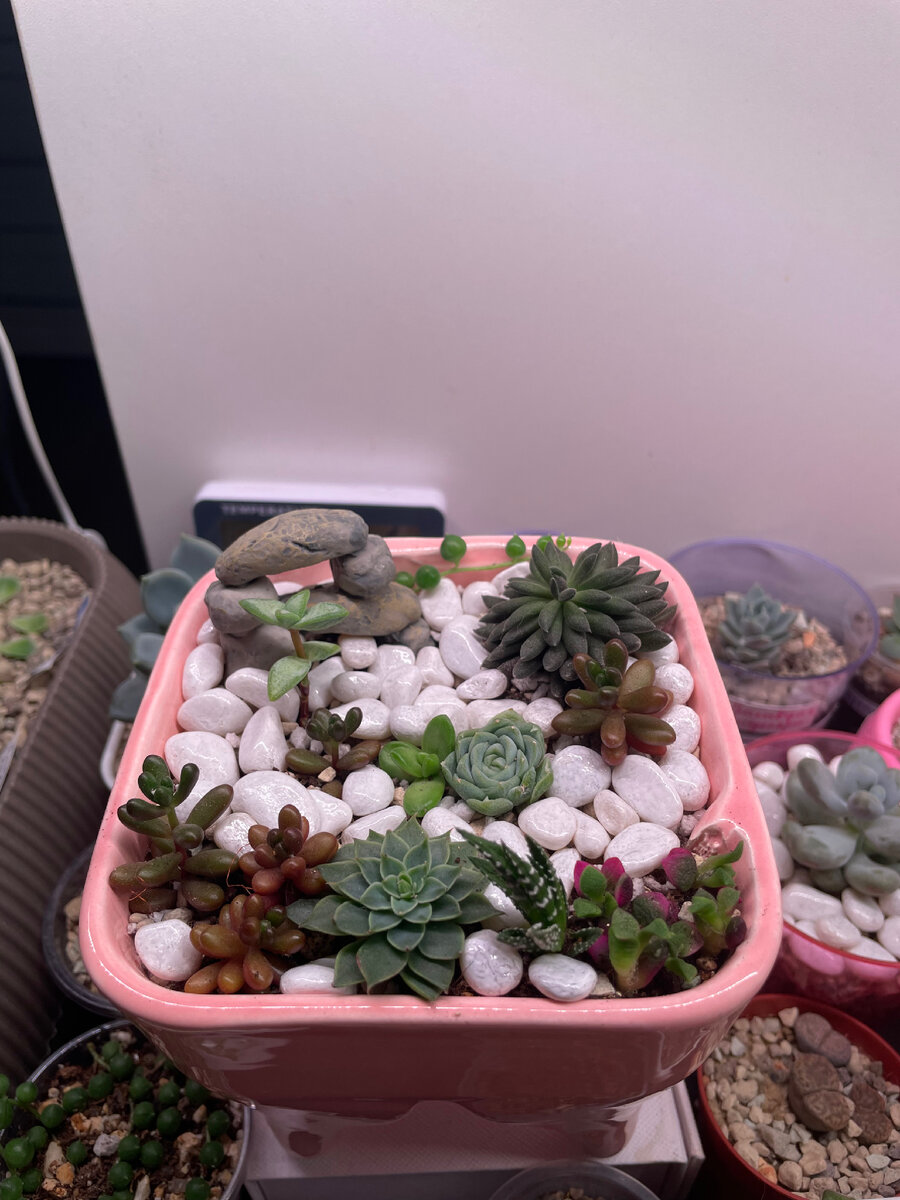 Мини-садик из суккулентов