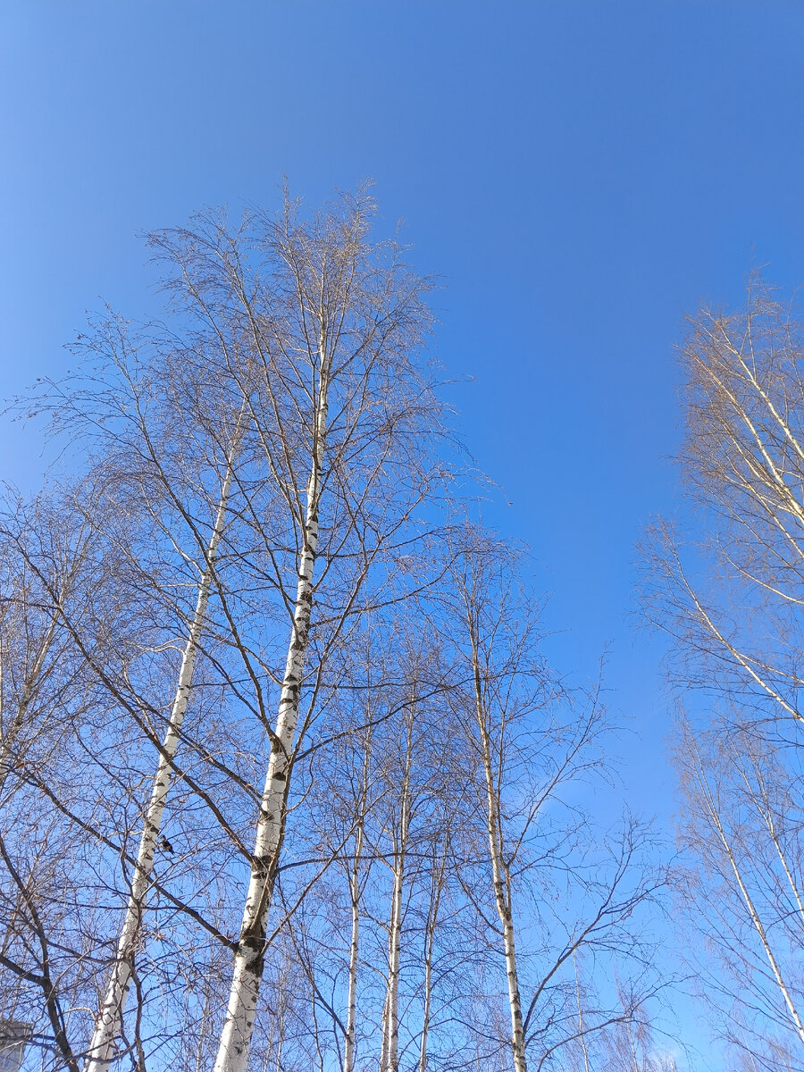 фото автора, небо и березы