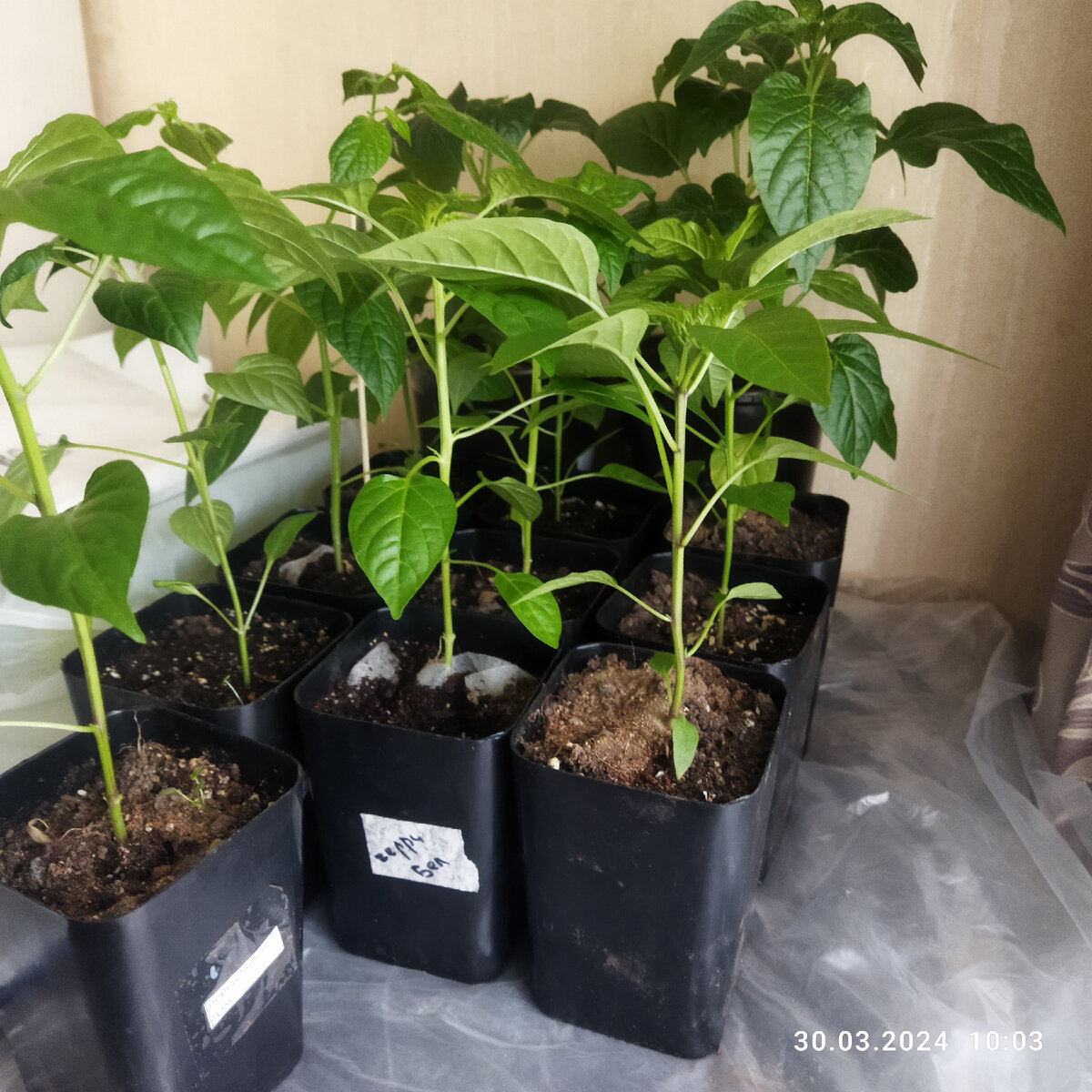 Переставила на тумбочку, надеюсь, не вытянутся