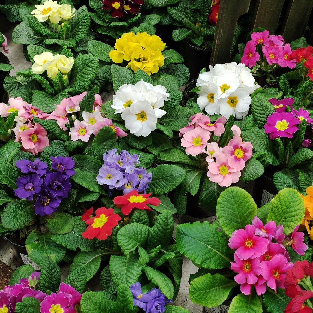 Примулы сегодня в ОБИ.