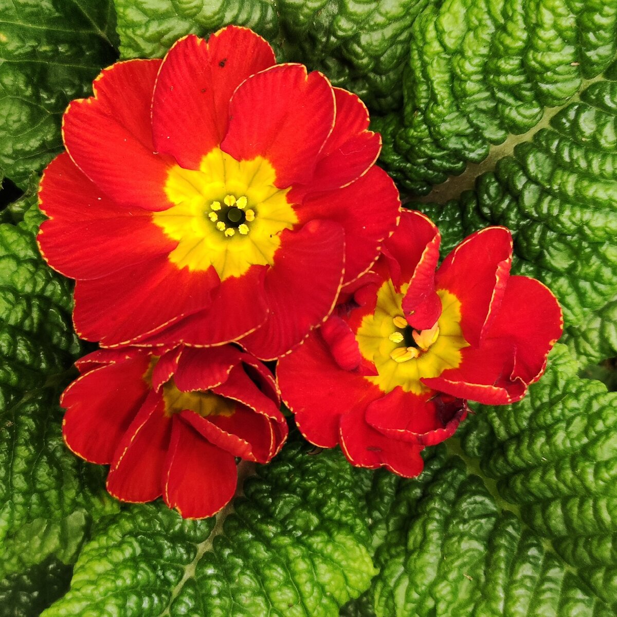 Какие заманчивые расцветки!