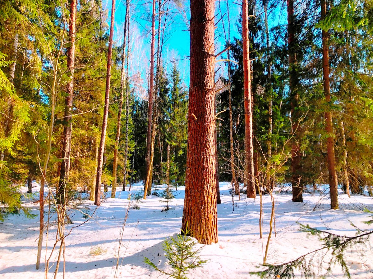 Огромная сосна, иголками которой, питаются глухари зимой.