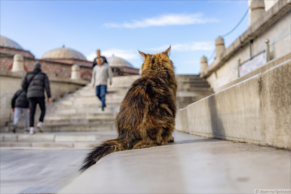 На днях была в Стамбуле, в основном снимала котов и угощала их кошачьей мятой - удобнее, чем таскать с собой кучу корма... Вот такие красавцы!-2