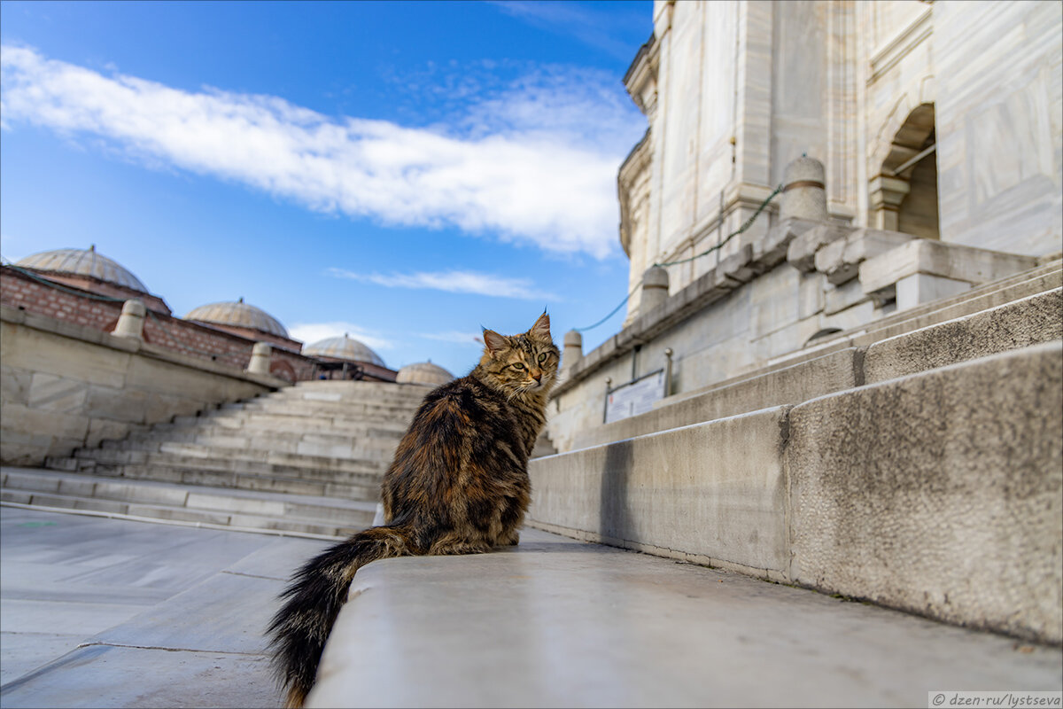 На днях была в Стамбуле, в основном снимала котов и угощала их кошачьей мятой - удобнее, чем таскать с собой кучу корма... Вот такие красавцы!-1-2