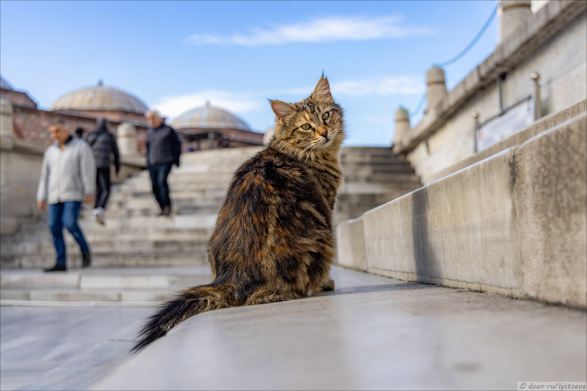 На днях была в Стамбуле, в основном снимала котов и угощала их кошачьей мятой - удобнее, чем таскать с собой кучу корма... Вот такие красавцы!