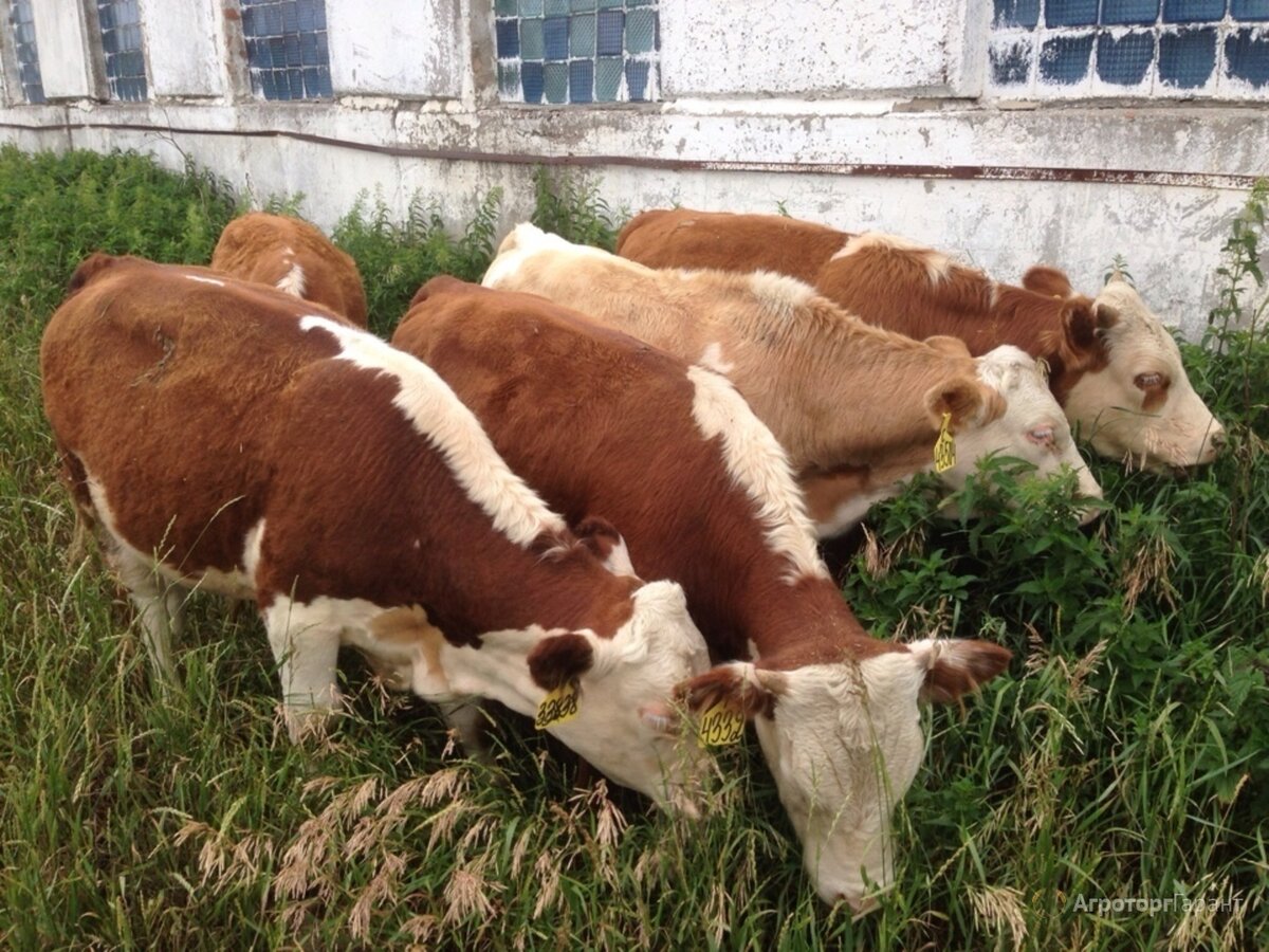 Разведение сельскохозяйственных животных. Домашние сельскохозяйственные животные. Разведение сельскохозяйственных животных. Разведение сельскохозяйственных животных. Мясное скотоводство.