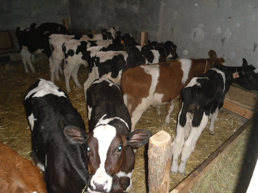 Авито котовск тамбовская. Деревня староюрьево тамбовская. Продается дом. Авито город тамбов. Мордово тамбовская область дом.