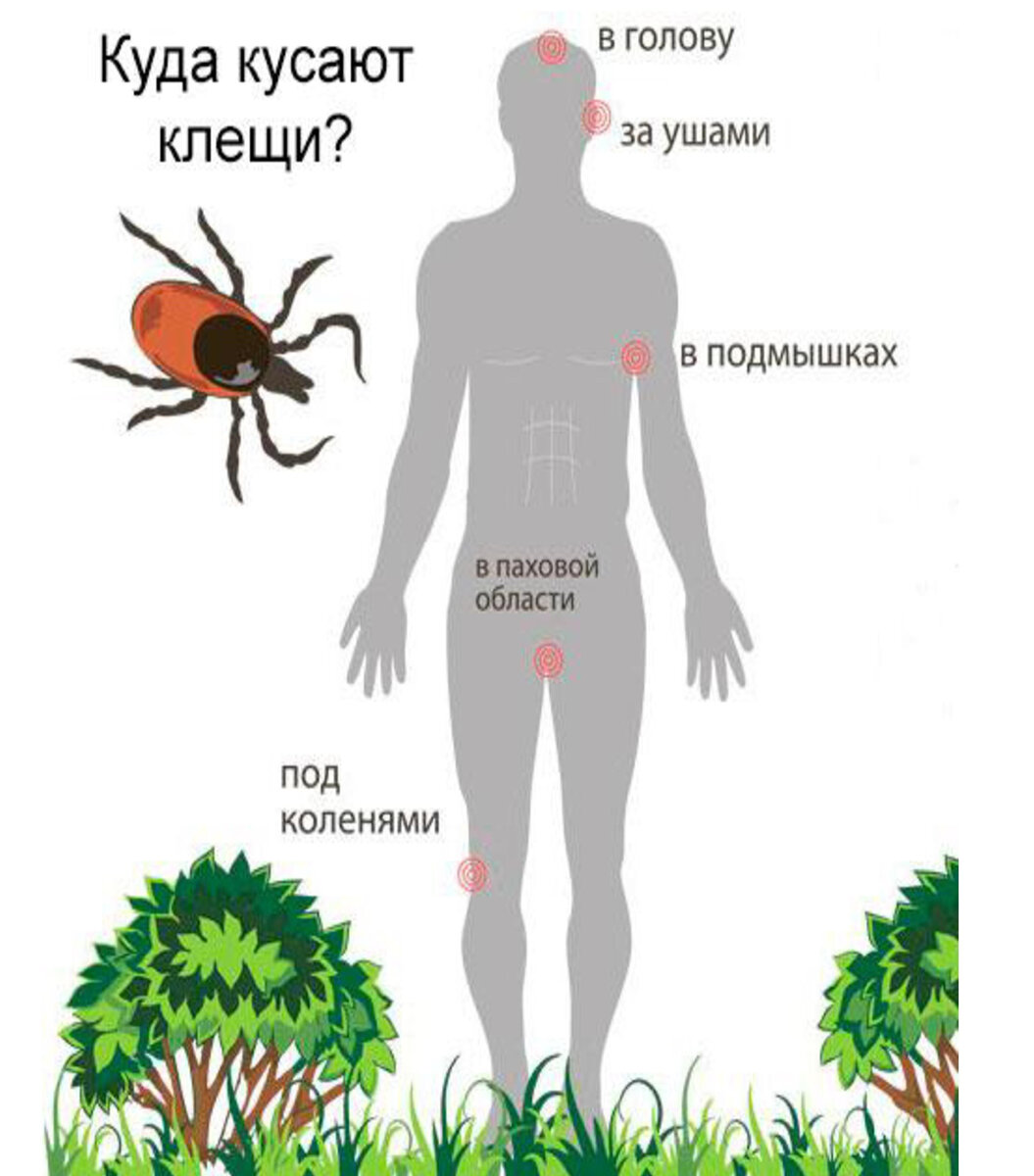 Места, где чаще всего можно найти клеща.