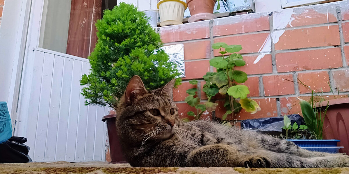 Наша любимица кошка Муся на балконе