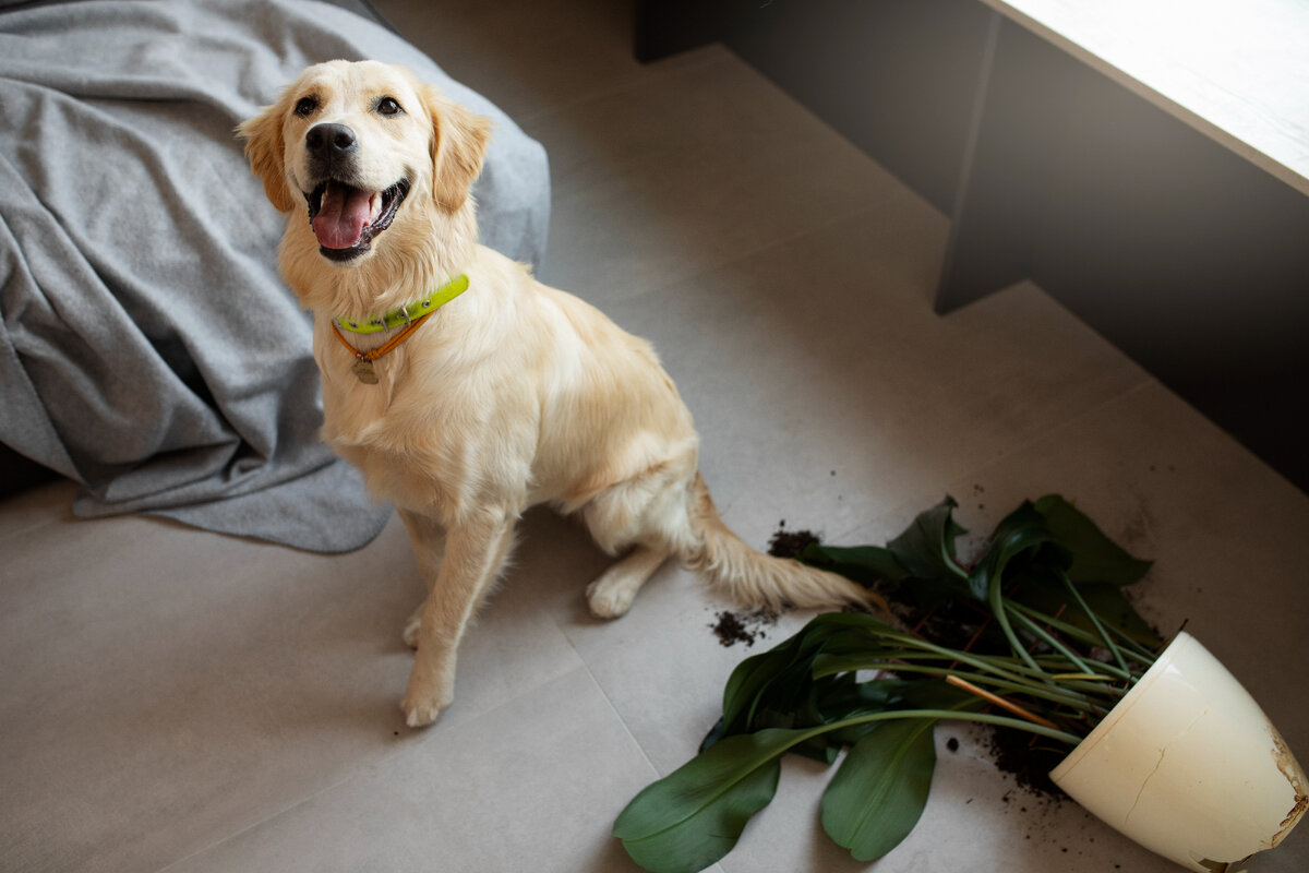 Изображение от freepik 