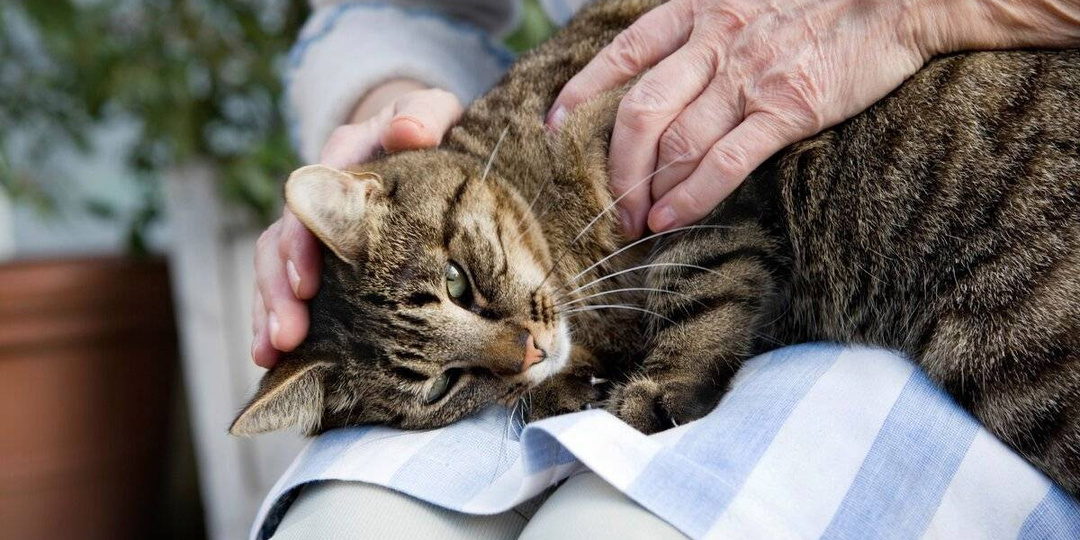 Для кошки каждый год после 8-ми лет – это подарок, как для человека после 40 каждый год – бонус