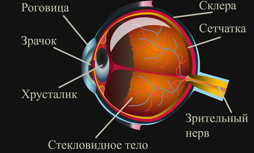 Строение глаза