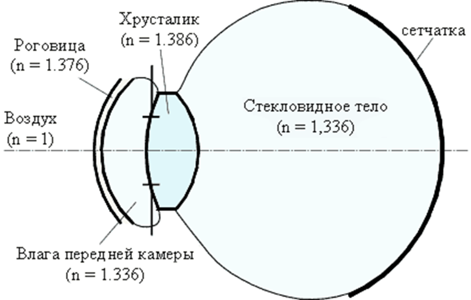 схема глаза