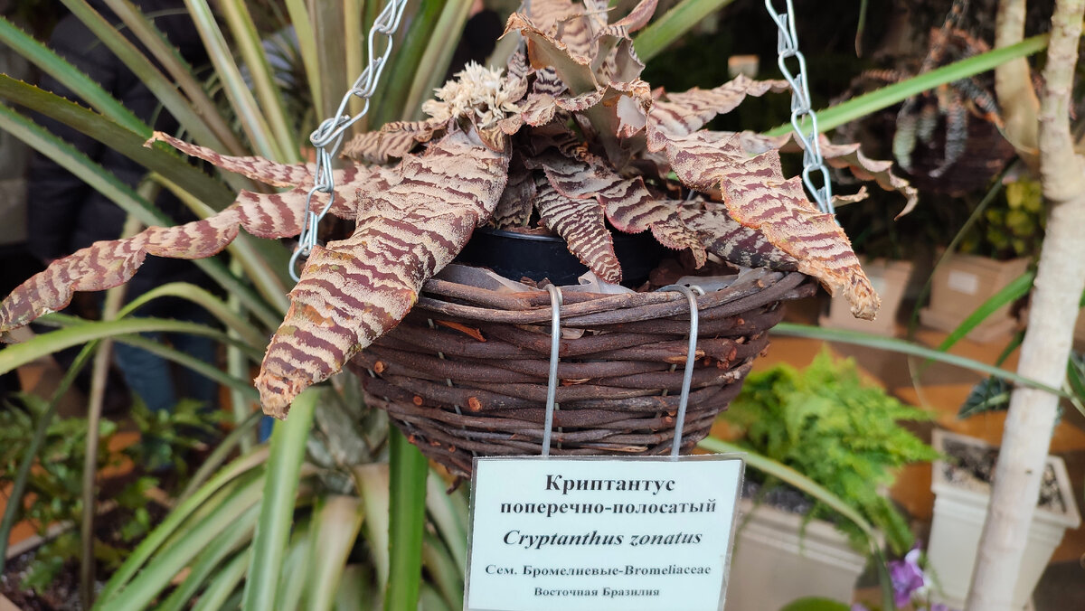 Оранжерея. Парк Царицино. Москва.