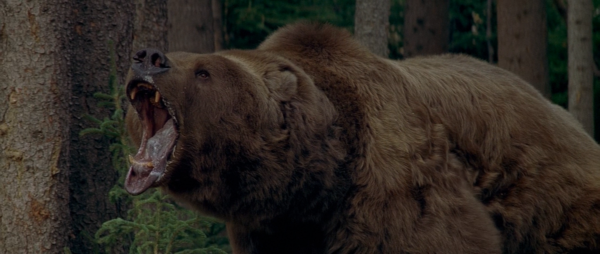 Медведь энтони. Медведь энтони. Энтони хопкинс на грани 1997. Медведь энтони. Медведь гризли барт.