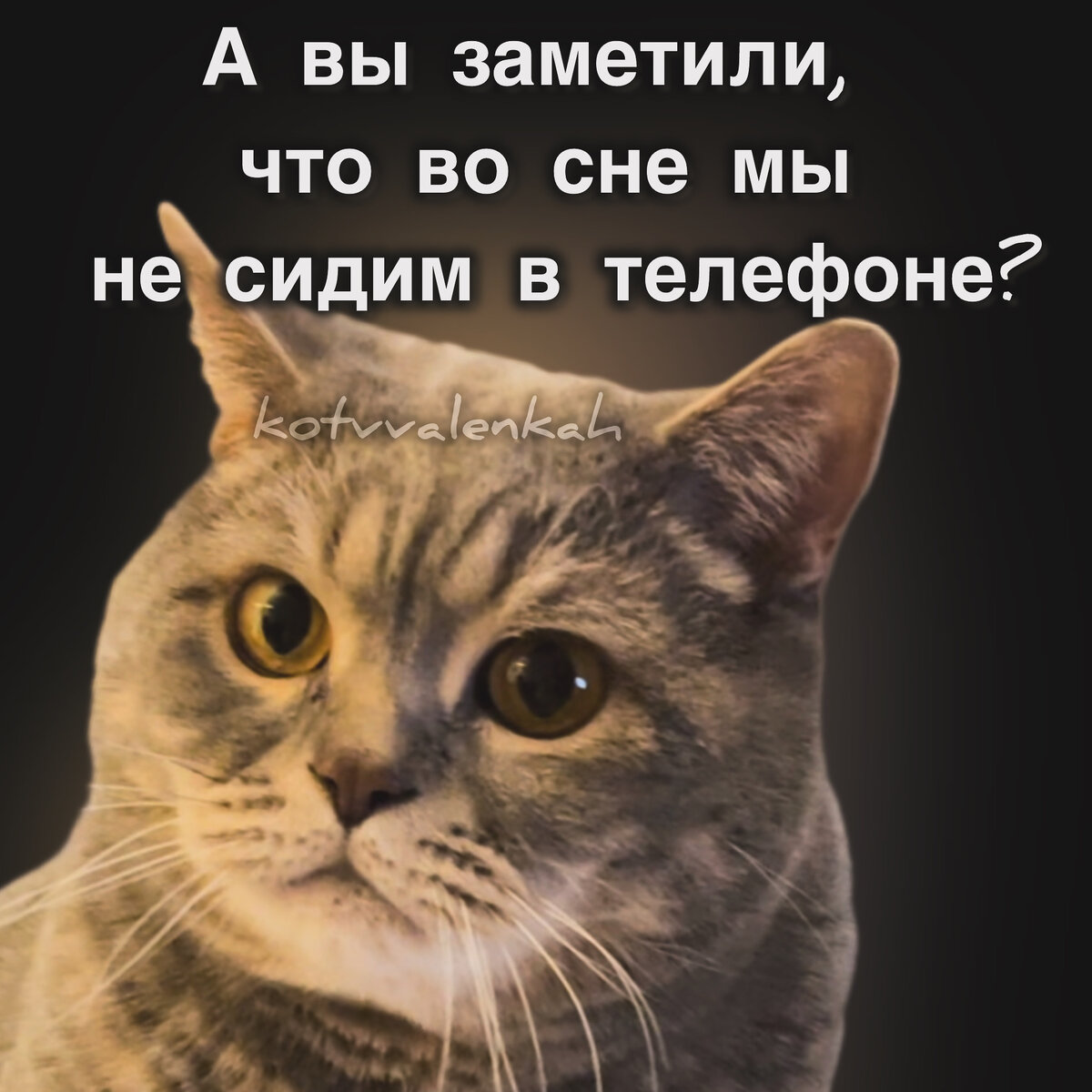 МЕМОрандум субботы или всё пошло по.. | Кот в валенках Марсель | Дзен