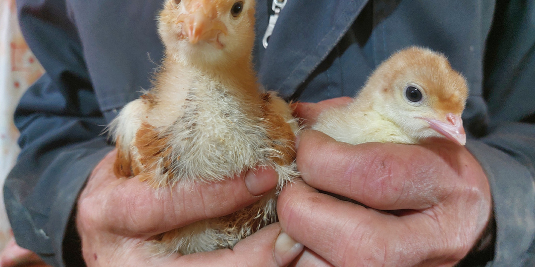 Везет же нам. Сад, огород и индейки - суточники. Пять тысяч рублей за день потратили легко и с удовольствием