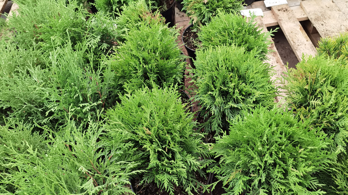 Поговорим о том, как правильно подобрать тую и не пожалеть