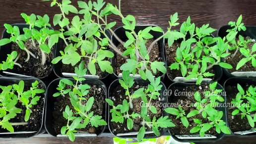 посадка черешкового сельдерея сельдерей. семена. сельдерей когда сажать на рассаду в 2024. посев корневого сельдерея на рассаду. сельдерей когда сажать на рассаду в 2024.