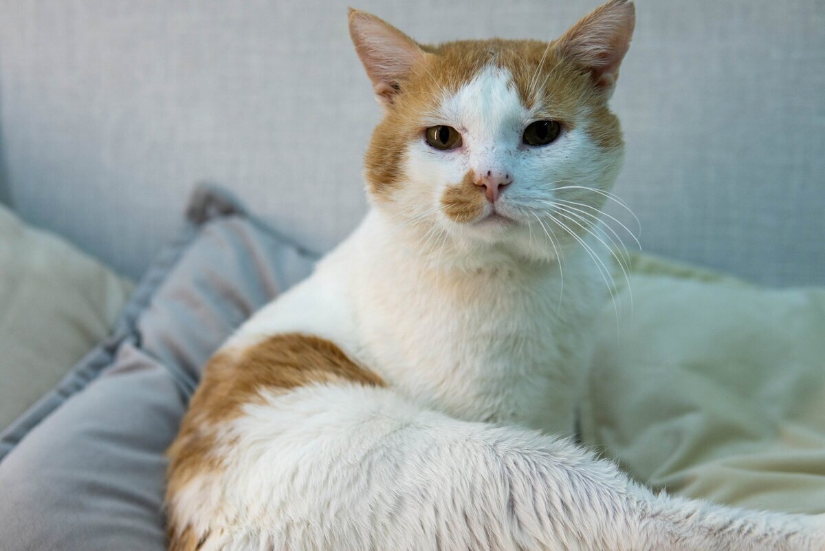 какое животное ест ногой