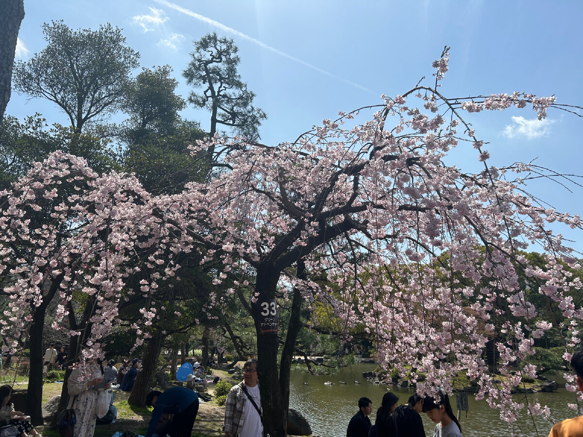 Традиция любования сакурой появилась в Японии свыше тысячи лет назад. Уже в те времена императоры приглашали гостей на пикники под цветущими деревьями. Сейчас праздник общенародный.