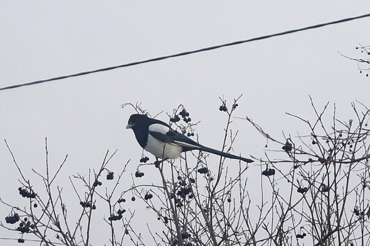    Залетевшая в дом птица – к смерти.