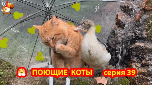 Крутые коты у птичьего двора часть 39 🤗 Утенок подрос 🤣 Природа Абхазии и красивое подворье с птицами и животными 🥰