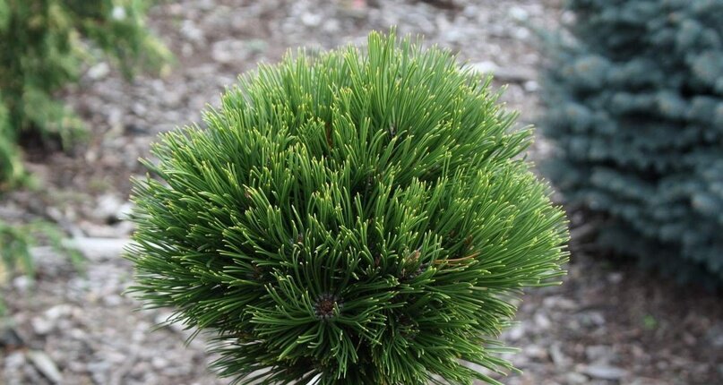 Великолепие в простом