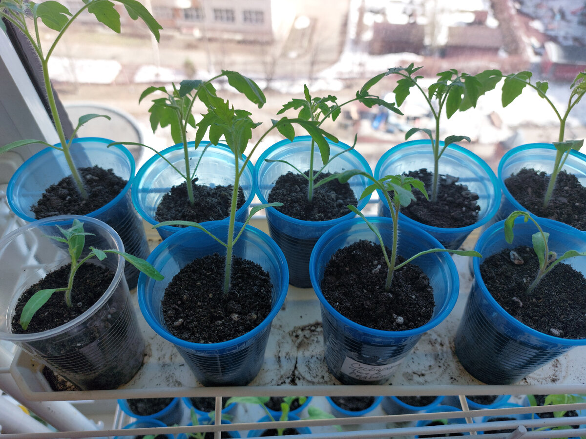 Пикировать рассаду помидор. Пикирование рассады помидор. Что такое пикировка рассады помидоров. Пикировка помидор в марте благоприятные. Пикировочный для рассады.