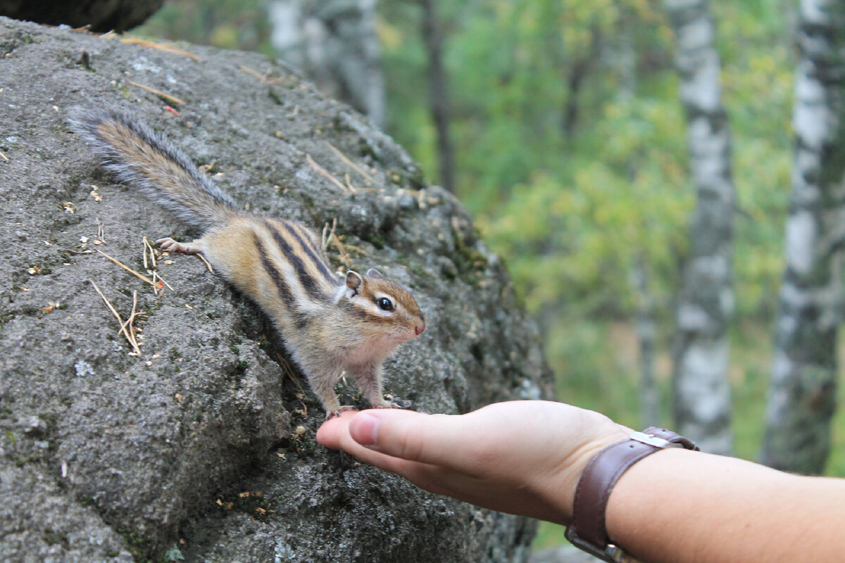Смелый Бурундук на горе Церковка. Август 2015 год.
