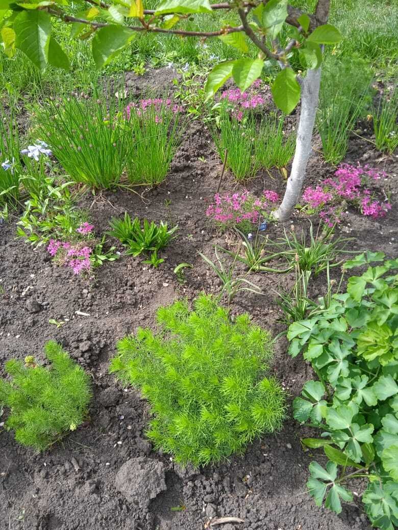 цветы цветущие весной фото. шафран первоцвет. пролеска сибирская (сцилла). цветы весны подснежники, пролески. крокус барс пурпл.