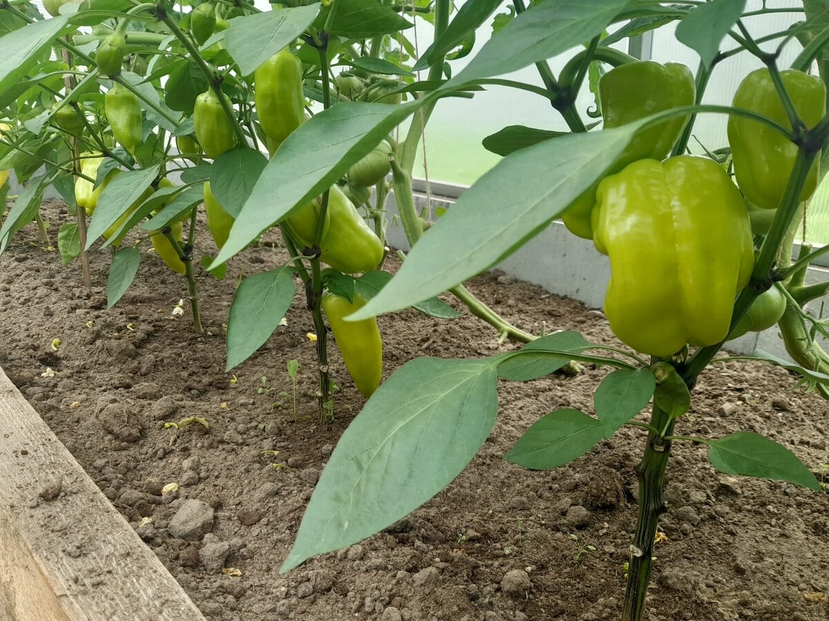 Болгарский перец.