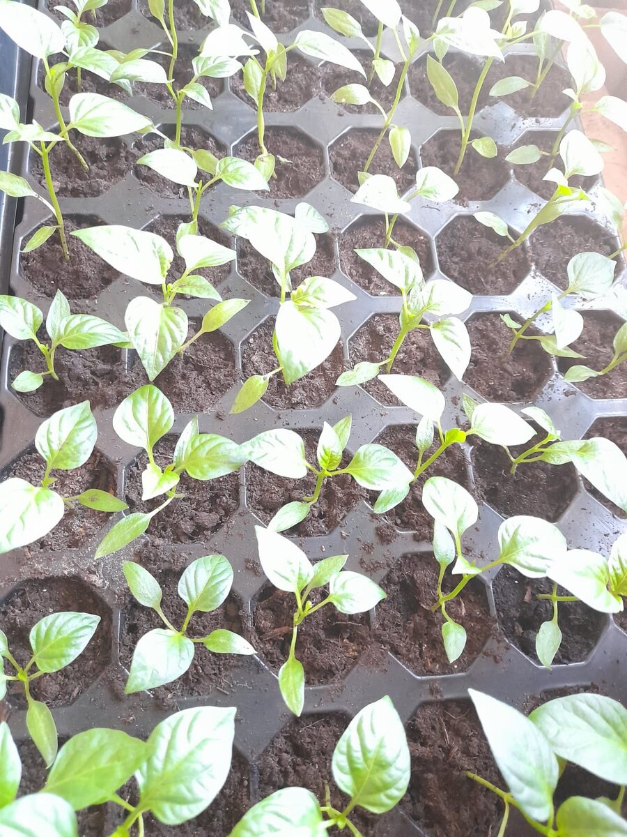 Пикировка началась.