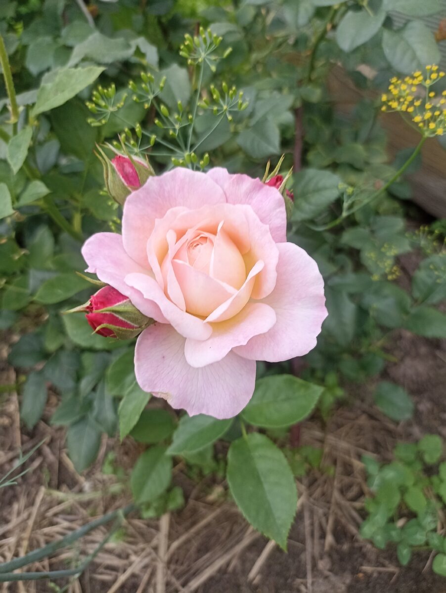 фото Уметь все