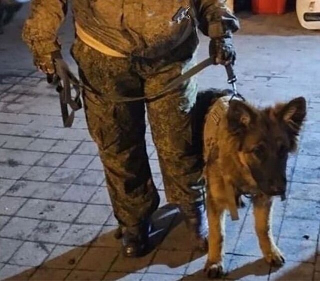 "Спасатель" Ганс. Фото с сайта vk.com