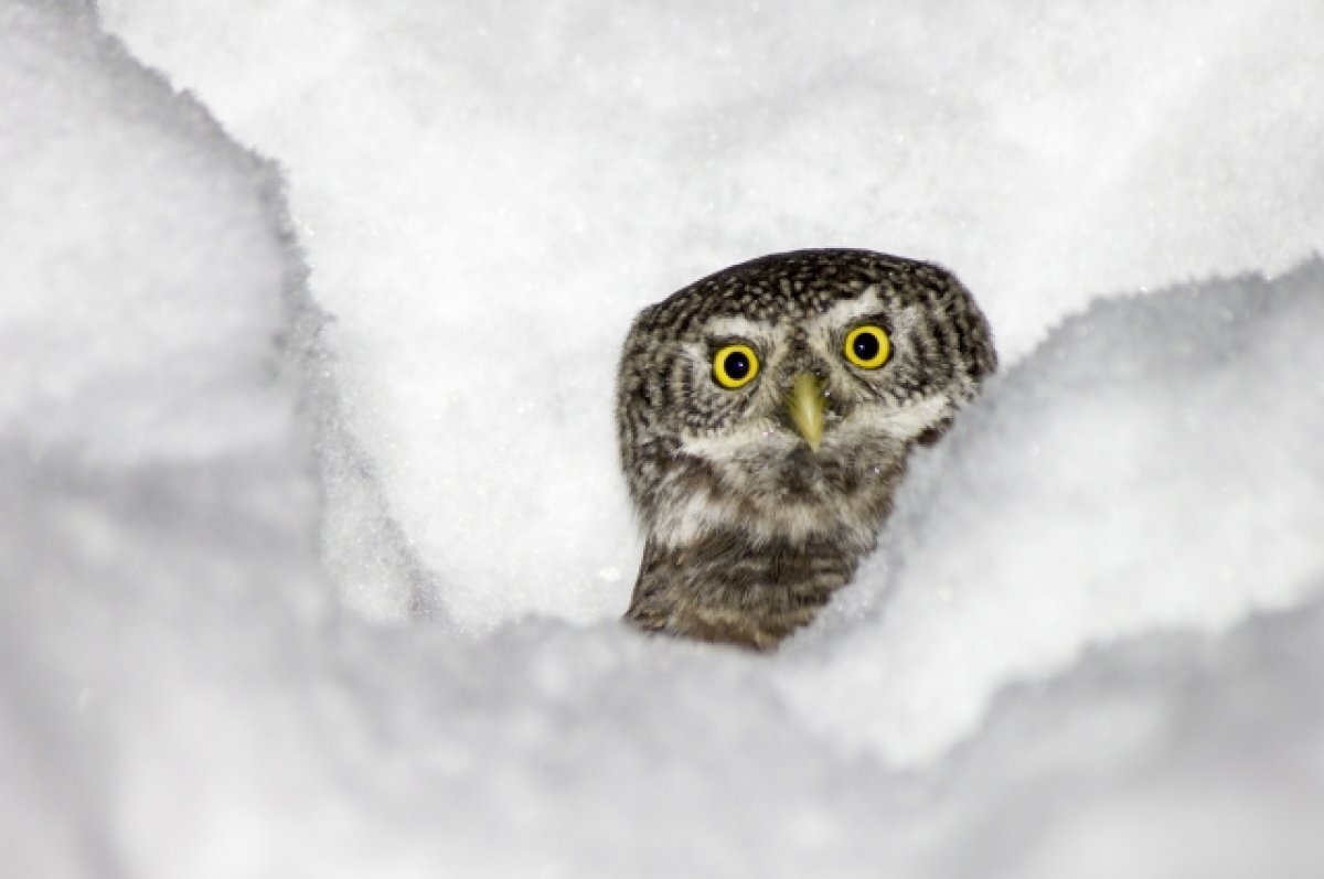    Сотрудники МЧС не смогли помочь птице