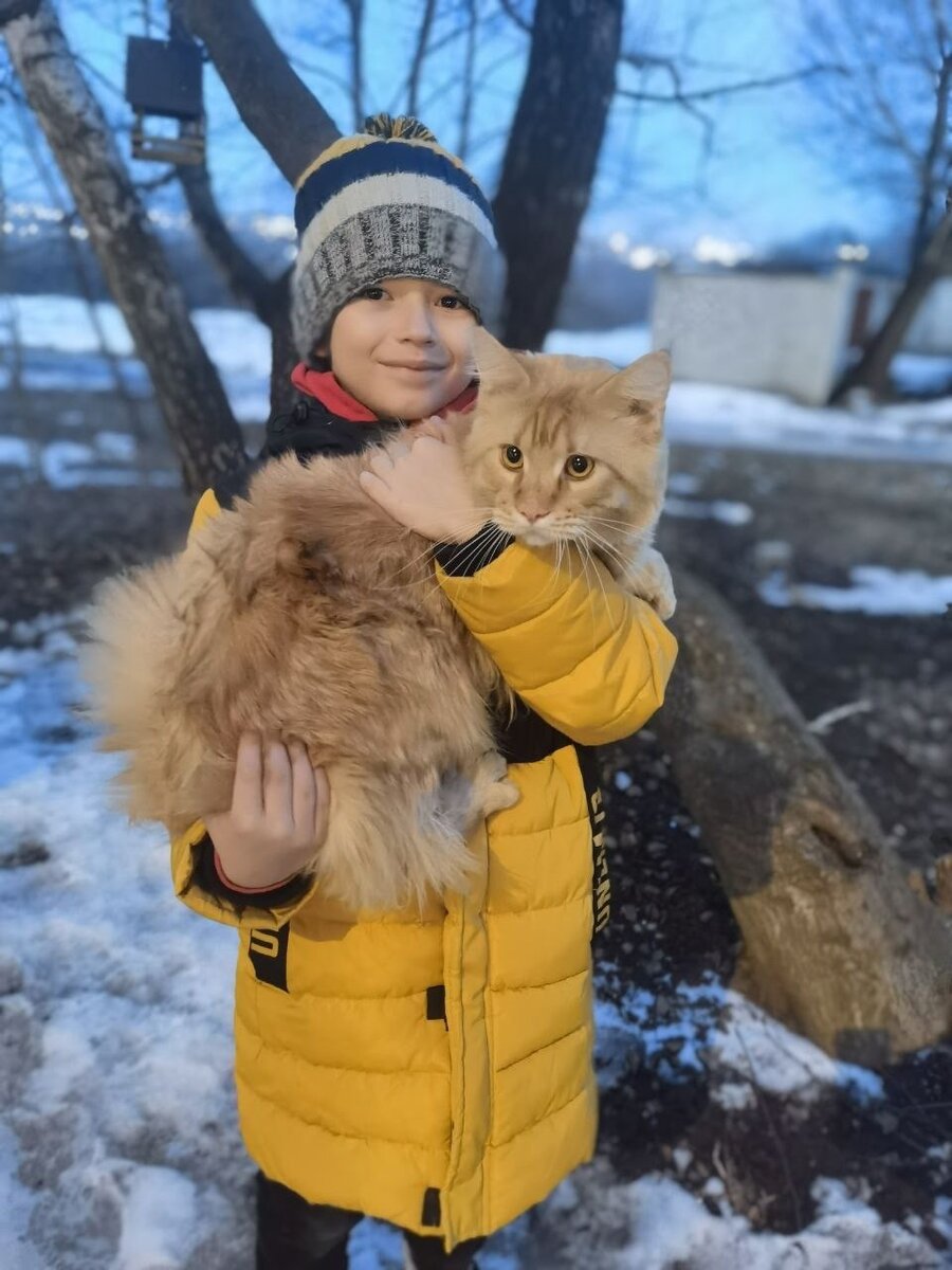 Моему внуку 8 лет. У него есть любимец кот Симба (порода Мейн-Кун) |  КиноВояж и не только | Дзен