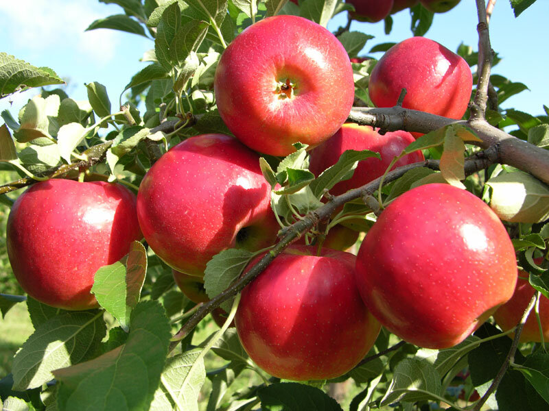 Яблоко плодовый