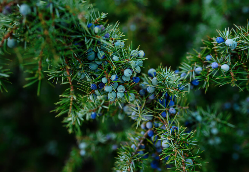 ягоды можжевельника