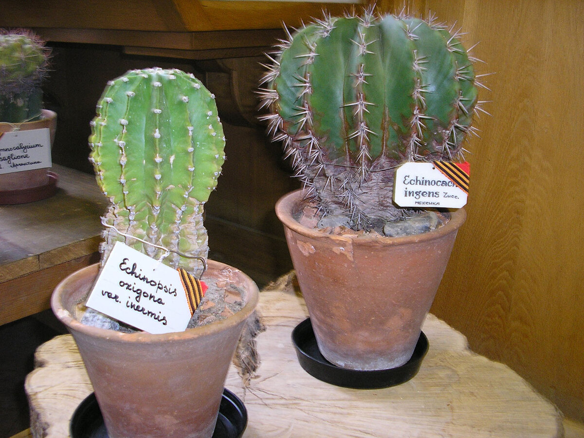 Ленты к празднику