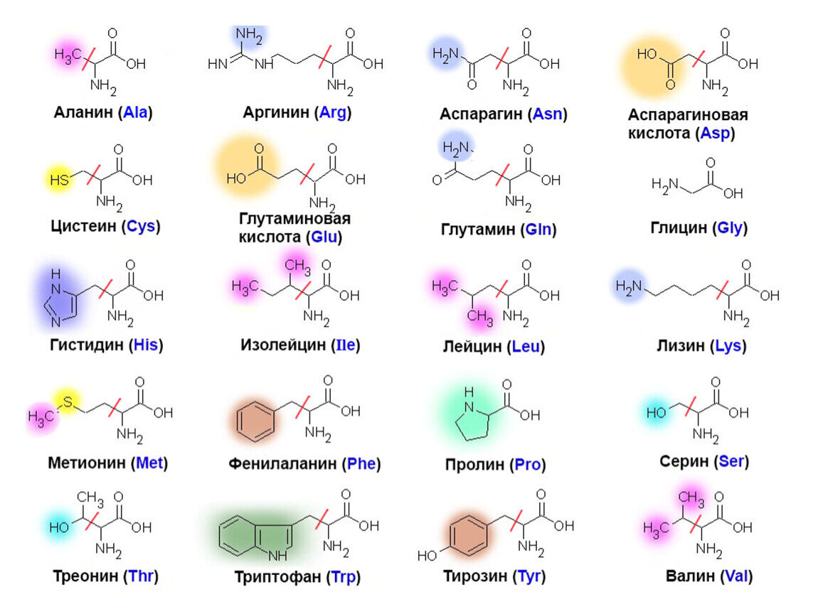 Аминокислоты имеют общую структуру - R-CH(NH2)-COOH и различаются только строением радикала R.