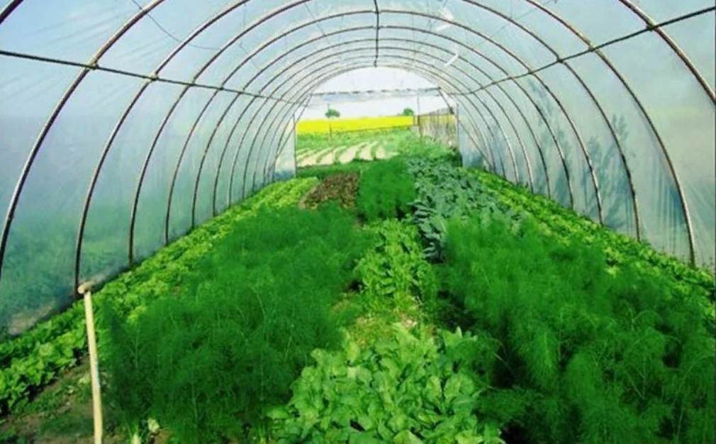 Теплица с петрушкой. Парник для зелени. Парник для зелени. Теплица с помидорами. Зелень в теплице.