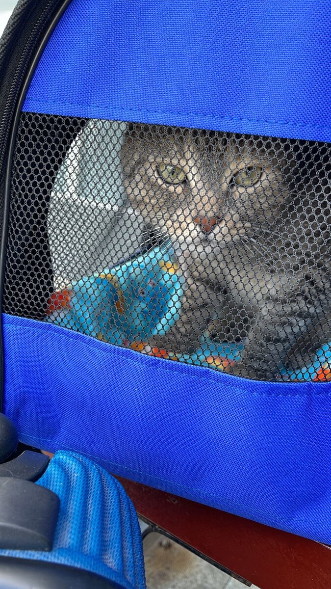 Ричард 👀 в "заточении" , т.е. в переноске во время путешествия. 