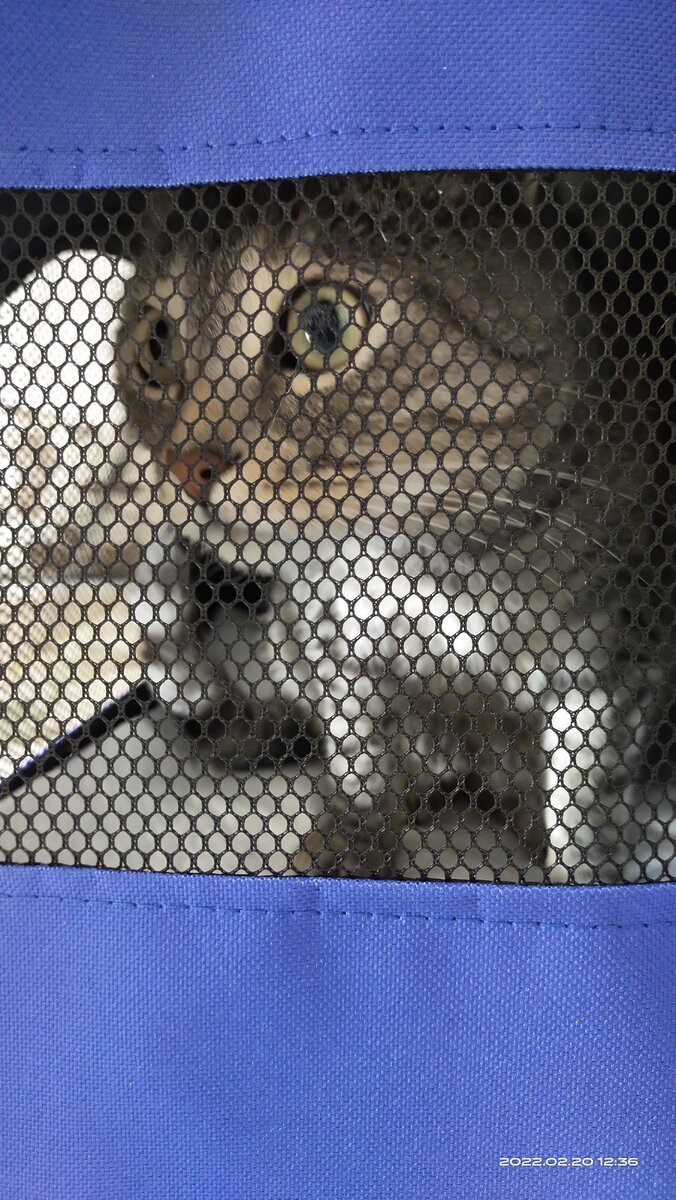 Фото от 20 февраля 2022 года. Очередная поездка с котом Ричардом 👀