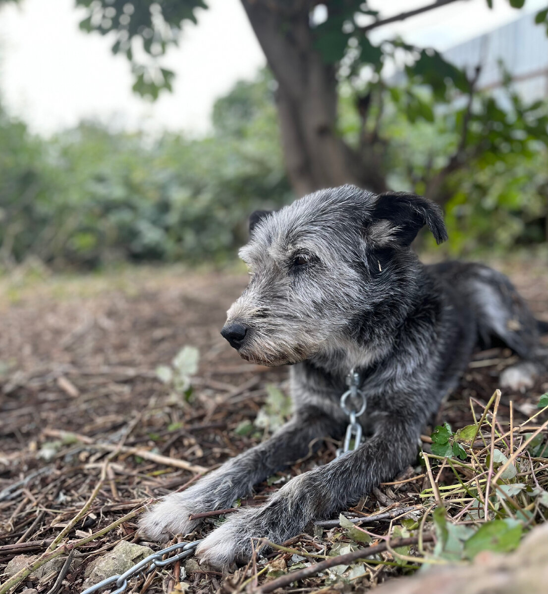 Молли первая пострадала от укуса клеща