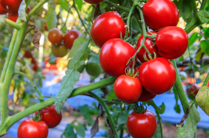 томаты из теплицы