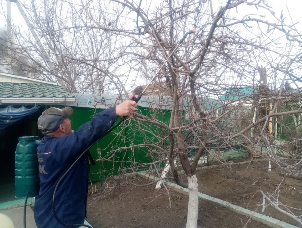 Уход за плодовое