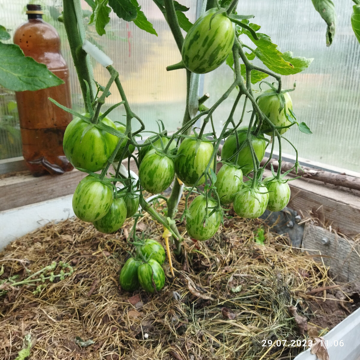 Это верхушка в теплице